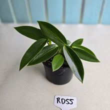 Load image into Gallery viewer, #RD55 Peperomia Elongata