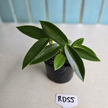 Load image into Gallery viewer, #RD55 Peperomia Elongata