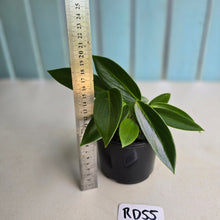 Load image into Gallery viewer, #RD55 Peperomia Elongata