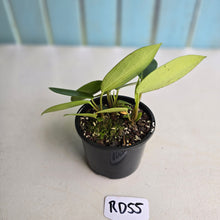 Load image into Gallery viewer, #RD55 Peperomia Elongata