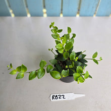 Load image into Gallery viewer, #RB22 Aeschynanthus Tricolor