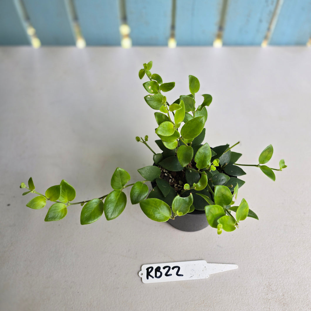 #RB22 Aeschynanthus Tricolor