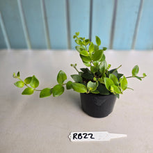 Load image into Gallery viewer, #RB22 Aeschynanthus Tricolor