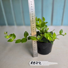 Load image into Gallery viewer, #RB22 Aeschynanthus Tricolor