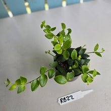 Load image into Gallery viewer, #RB22 Aeschynanthus Tricolor