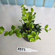 Load image into Gallery viewer, #RB22 Aeschynanthus Tricolor