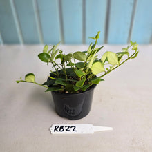 Load image into Gallery viewer, #RB22 Aeschynanthus Tricolor