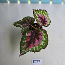 Load image into Gallery viewer, #R777 Begonia Unknown