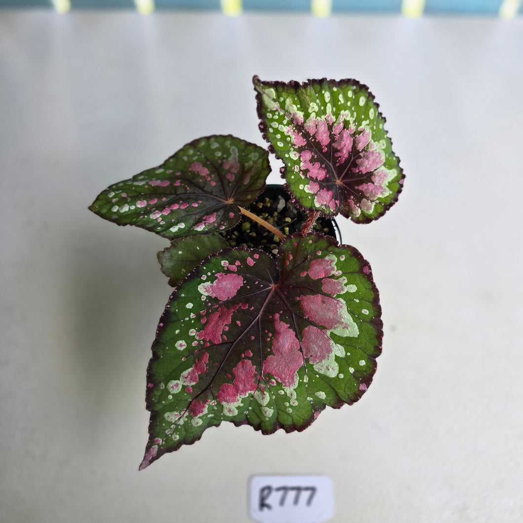 #R777 Begonia Unknown