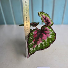 Load image into Gallery viewer, #R777 Begonia Unknown