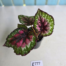 Load image into Gallery viewer, #R777 Begonia Unknown
