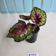 Load image into Gallery viewer, #R777 Begonia Unknown