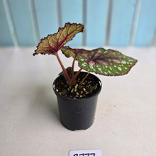 Load image into Gallery viewer, #R777 Begonia Unknown