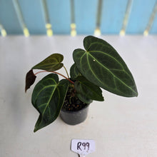 Load image into Gallery viewer, #R99 Dark Anthurium NOID