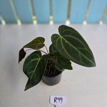 Load image into Gallery viewer, #R99 Dark Anthurium NOID