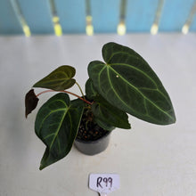 Load image into Gallery viewer, #R99 Dark Anthurium NOID