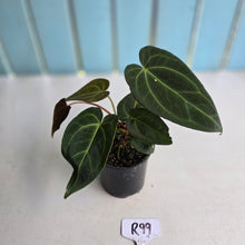 Load image into Gallery viewer, #R99 Dark Anthurium NOID