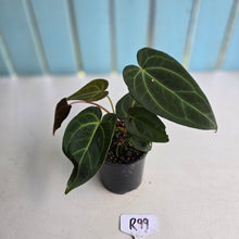 Load image into Gallery viewer, #R99 Dark Anthurium NOID