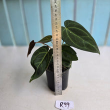 Load image into Gallery viewer, #R99 Dark Anthurium NOID