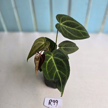 Load image into Gallery viewer, #R99 Dark Anthurium NOID