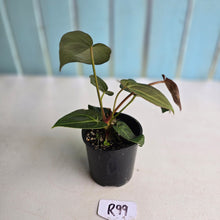 Load image into Gallery viewer, #R99 Dark Anthurium NOID