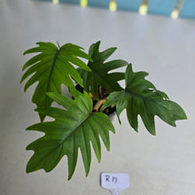 Load image into Gallery viewer, #R17 Two x Philodendron Mayoi