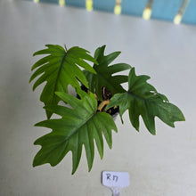 Load image into Gallery viewer, #R17 Two x Philodendron Mayoi