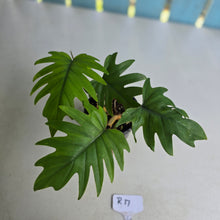 Load image into Gallery viewer, #R17 Two x Philodendron Mayoi