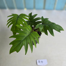 Load image into Gallery viewer, #R17 Two x Philodendron Mayoi