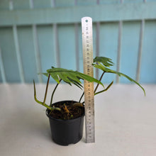 Load image into Gallery viewer, #R17 Two x Philodendron Mayoi