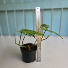 Load image into Gallery viewer, #R17 Two x Philodendron Mayoi