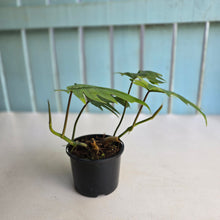 Load image into Gallery viewer, #R17 Two x Philodendron Mayoi