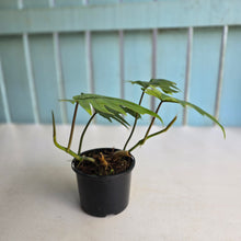 Load image into Gallery viewer, #R17 Two x Philodendron Mayoi