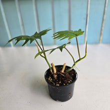 Load image into Gallery viewer, #R17 Two x Philodendron Mayoi