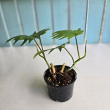 Load image into Gallery viewer, #R17 Two x Philodendron Mayoi