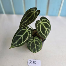 Load image into Gallery viewer, #R13 Anthurium Crystallinum x