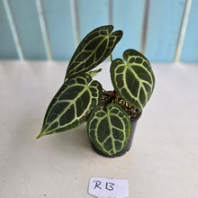 Load image into Gallery viewer, #R13 Anthurium Crystallinum x