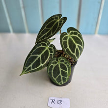 Load image into Gallery viewer, #R13 Anthurium Crystallinum x