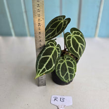 Load image into Gallery viewer, #R13 Anthurium Crystallinum x