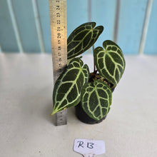 Load image into Gallery viewer, #R13 Anthurium Crystallinum x