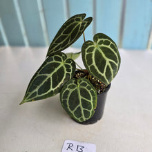 Load image into Gallery viewer, #R13 Anthurium Crystallinum x
