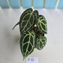 Load image into Gallery viewer, #R13 Anthurium Crystallinum x