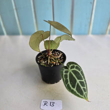 Load image into Gallery viewer, #R13 Anthurium Crystallinum x