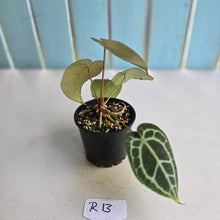 Load image into Gallery viewer, #R13 Anthurium Crystallinum x