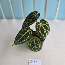 Load image into Gallery viewer, #R13 Anthurium Crystallinum x