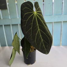 Load image into Gallery viewer, #RD27 Very Large, Dark Anthurium NOID - With 3 x Pups