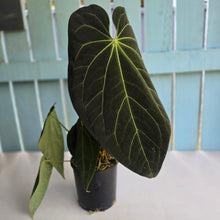 Load image into Gallery viewer, #RD27 Very Large, Dark Anthurium NOID - With 3 x Pups