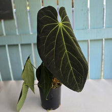 Load image into Gallery viewer, #RD27 Very Large, Dark Anthurium NOID - With 3 x Pups