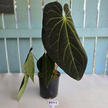 Load image into Gallery viewer, #RD27 Very Large, Dark Anthurium NOID - With 3 x Pups
