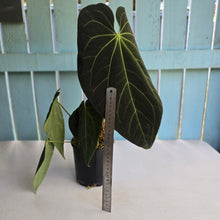 Load image into Gallery viewer, #RD27 Very Large, Dark Anthurium NOID - With 3 x Pups